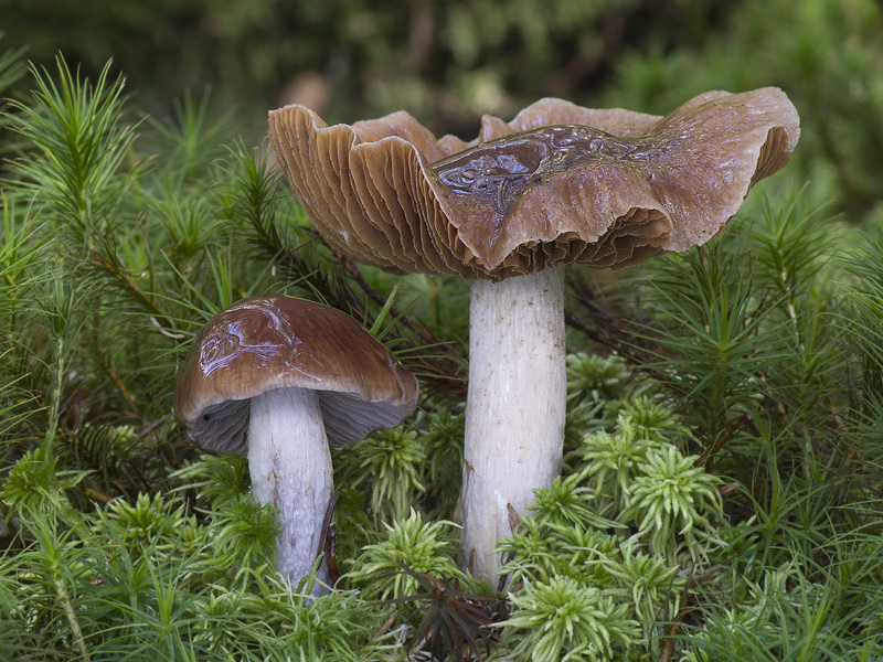 Cortinarius stillatitius